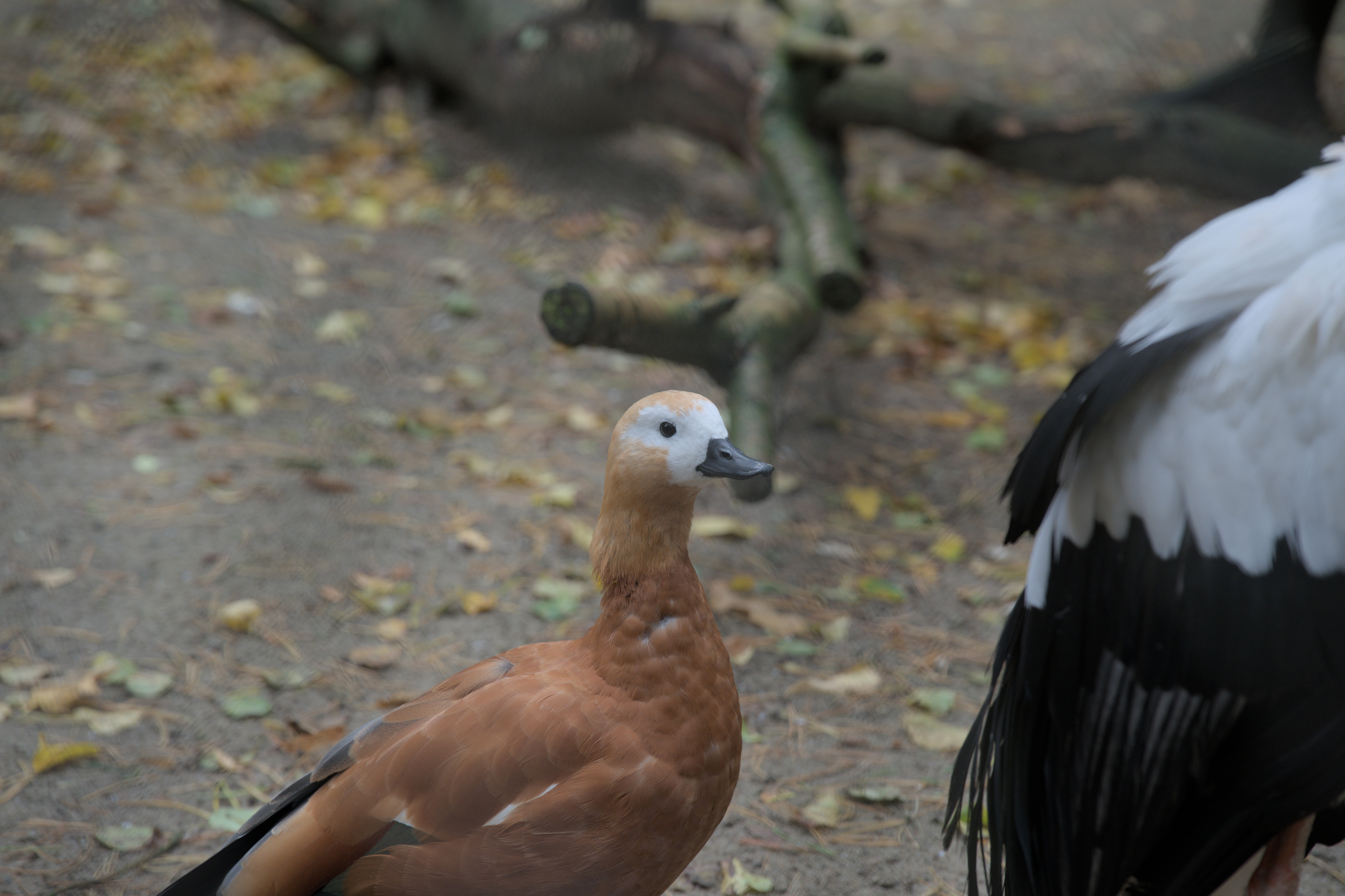 2025/10/12 - zoo/DSC_0086.jpg